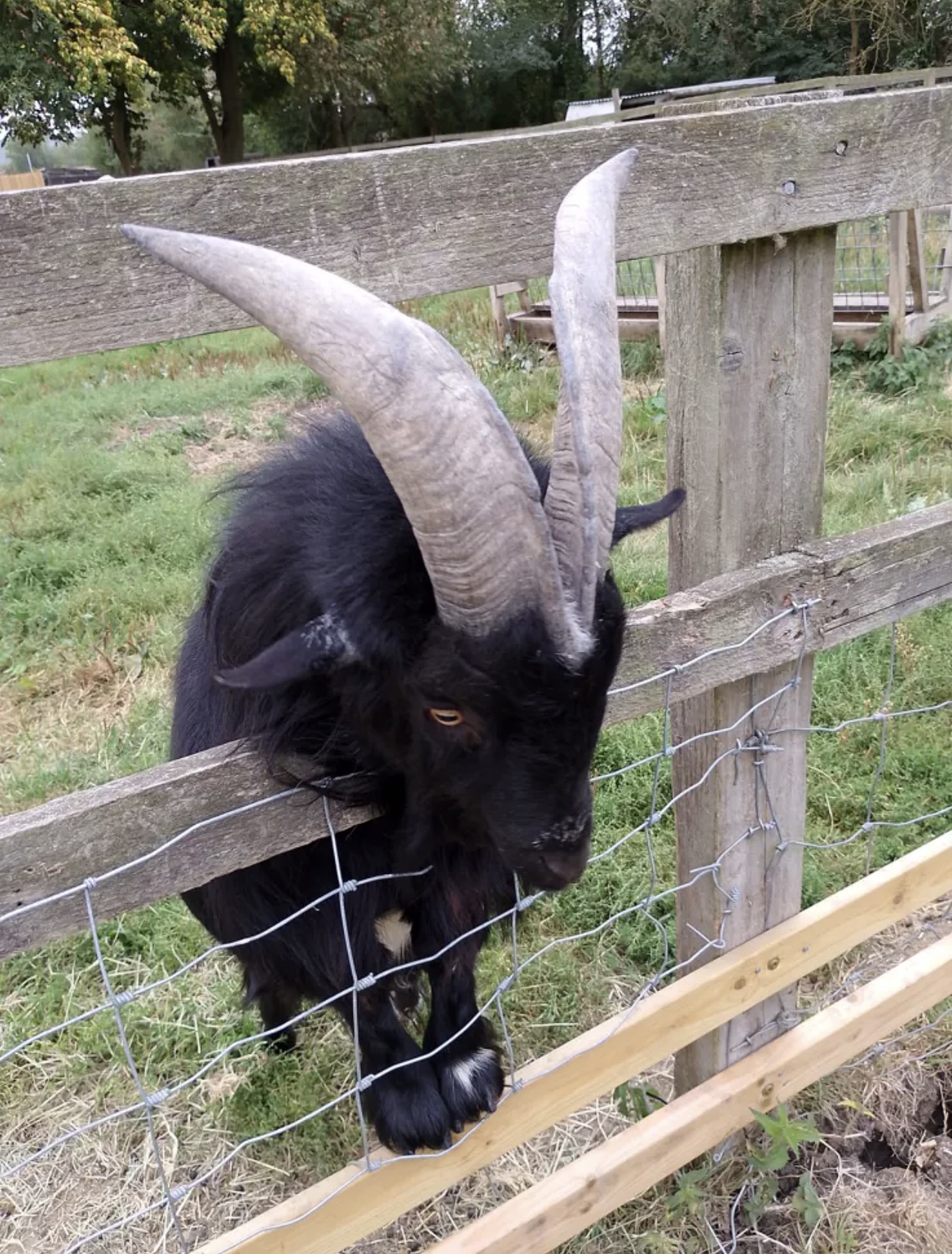 goat on a fence